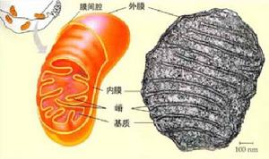 为什么这么多人选择去江苏南通做赠卵试管婴儿，是便宜还是其他原因？