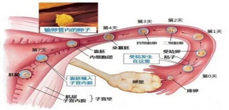 35岁以上的供卵试管婴儿的成功率是多少？