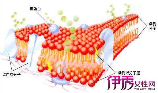 一个48岁的女人想去俄罗斯借卵做三代自怀试管代自怀试管，哪个试管医生是最佳选择？哪个试管医生是最佳选择？