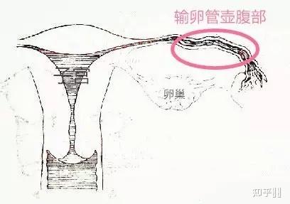 南通借卵试管医院