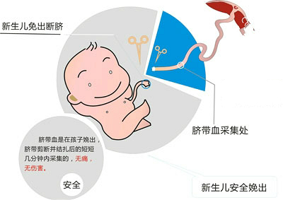 胎停做借卵试管有用吗