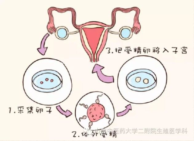 有助于生女孩的7个方法-生女儿有什么科学方法