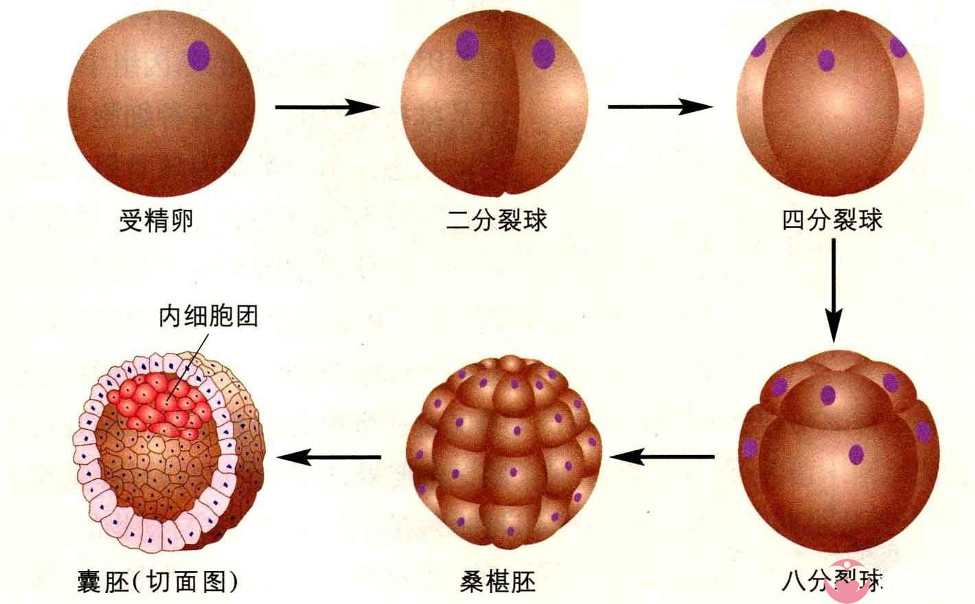 试管代怀是怎麼回事遗传病可以选性别吗-国内代生孩子费用流程时间